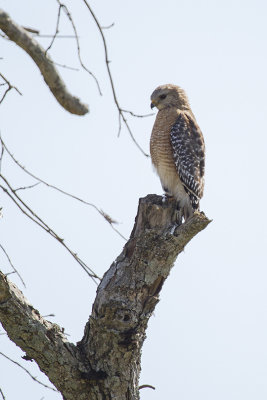 Hawks