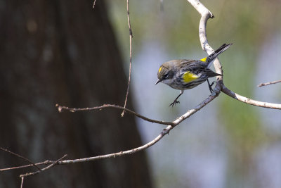 Yellow -rumped Warbler