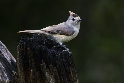 Black-crested Titmouse 