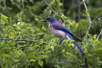 Western Scrub-Jay 