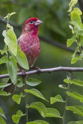 Finches