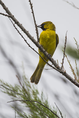 Orioles