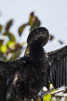ANHINGA-femele 27.jpg