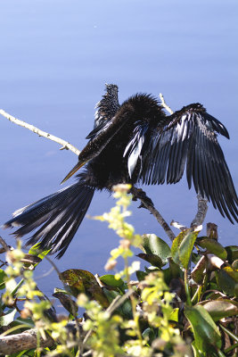 ANHINGA-femele 28.jpg
