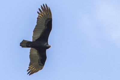 Vultures