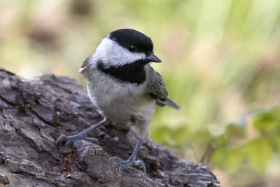 Chickadees