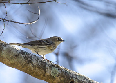 Flycatchers