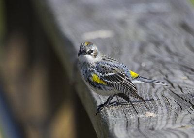 Warblers