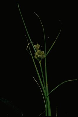 Bolboschoenus robustus (Seacoast Bulrush), Cyperacea, Perennial