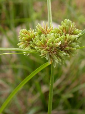 Cyperus eragrostis (Tall Cyperus), Cyperaceae, Perennial