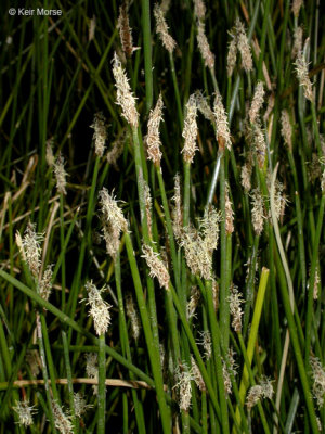 Eleocharis macrostachya (Creeping Spike Rush), Cyperaceae, Perennial