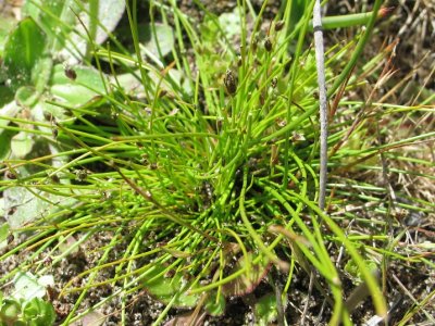 Isolepis cernua (Low Bulrush), Cyperaceae , Annual