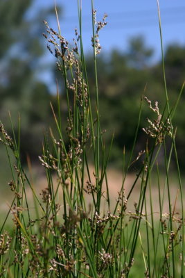 Juncus balticus(Baltic Rush), Juncaceae, Perennial