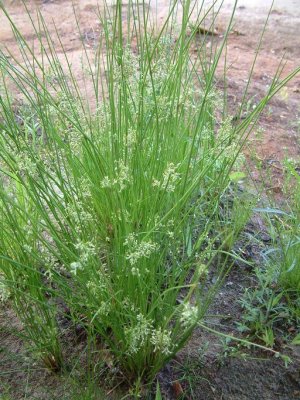 Juncus effusus (Bog Rush), Juncaceae, Perennial