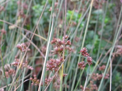 Juncus patens (Common Rush), Juncaceae, Perennial