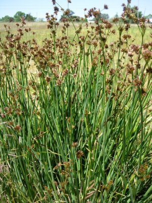 Juncus phaeocephalus (Brown-headed Rush), Juncaceae, Perennial