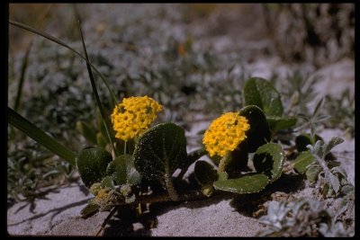 Abronia latifolia (Yellow Sand Verbena), Nyctaginaceae, Perennial: Mar-Oct, beach