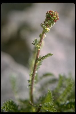 Acaena pinnatifida var. californica (California Sheepburr), Rosaceae, Perennial:Mar-Jun