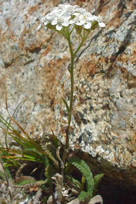 Achillea millefolium (Yarrow), Asteraceae, Perennial:Apr-Aug, prairie
