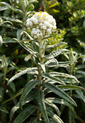 Anaphalis margaritacea (Pearly Everlasting), Asteraceae, Perennial: Jun-Aug, prairie