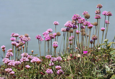 Armeria maritima (Sea Pink), Plumbaginacea, Perennial:May-June, coastside