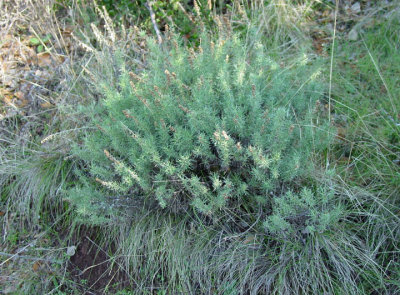 Artemisia californica (California Sagebrush), Asteraceae, Perennial: Apr-Oct, coastline
