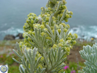 Artemisia pycnocephala (Beach Sagewort),	Asteraceae, Perennial: May-Aug, beach