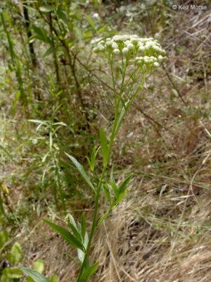Baccharis glutinosa(Marsh Baccharis ), Asteraceae, Perennial:June-Oct, wetland/marsh