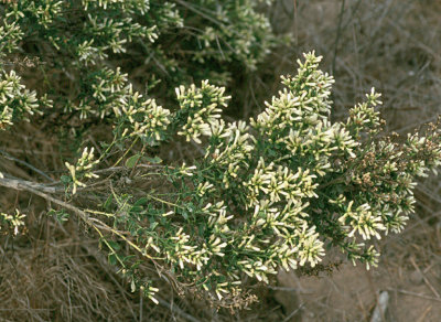 Baccharis pilularis(Coyote Brush), Asteraceae, Perennial:Sept-Jan, chaparell scrub