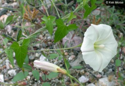  Calystegia purpurata	 (Morning Glory), Convolvulaceae, Perennial: Apr-Sept, prairie