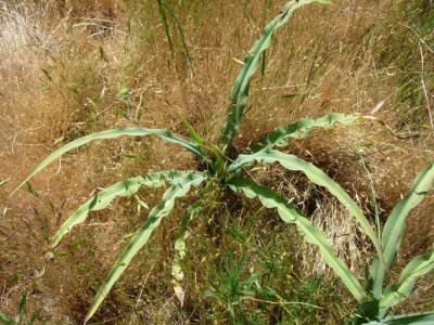 Chlorogalum pomeridianum (Soap Plant), Agavaceae, Perennial:	May-Aug, prairie