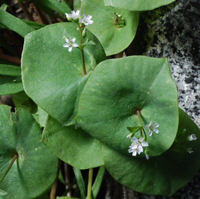 Claytonia perfoliata(Miners Lettuce),Montiaceae, Annual: Feb-May, wetland and redwood forest
