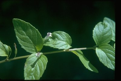 Clinopodium douglasii (Yerba Buena), Lamiaceae, Perennial: May-July, marsh, redwood forest
