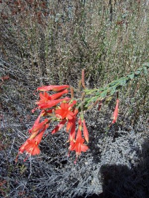 Epilobium canum(California Fuchsia), Onagraceae, Perennial: Aug-Oct, coast and prarie