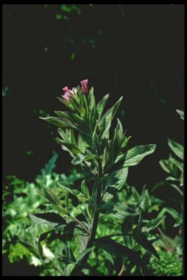Epilobium ciliatum ssp. watsonii	(Watson's Willowherb), Onagraceae, Perennial: Mar-Sept, coast, prarire