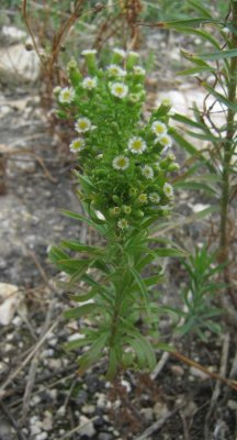 Erigeron canadensis(Horseweed),Asteraceae, Annual:June-Sept, prarie