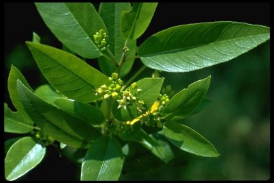 Frangula californica(California Coffeeberry), Rhamnaceae, Per/Shrub:Jun-Aug, everywhere