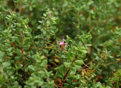 Frankenia salina (Alkali Heath), Frankeniaceae, Perennial:May-Oct coastal strand/marsh