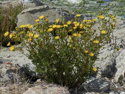 Grindelia stricta (Coast Gumweed), Asteraceae, Perennial: May-Oct, coastal strand