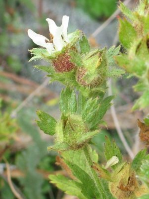 Horkelia californica var. californica (California Horkelia	),Rosaceae, Perennial: Mar-Sept, coastal praire