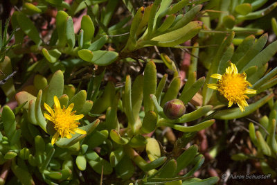 Jaumea carnosa (Marsh Jaumea), Asteraceae, Perennial: Apr-Dec, salt marsh