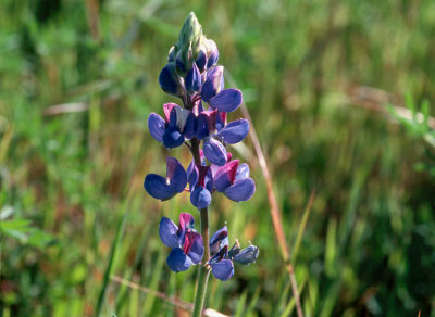 Lupinus nanus (Sky Lupine)Fabaceae:Annual: Mar-Jun, coastal scrub slopes
