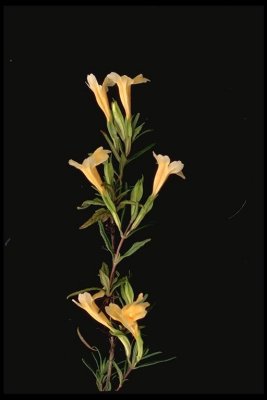 Mimulus aurantiacus(Sticky Monkey Flower), Phrymaceae, Perennial:Mar-Jun, Northern Coastal Scrub, forests 