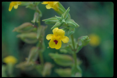 Mimulus guttatus (Seep Monkey Flower), Phrymaceae, Perennial	:Mar-Aug, coastal scrub, forests