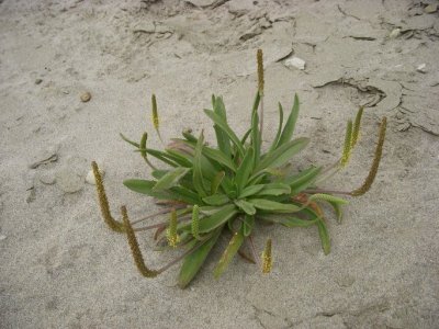 Plantago maritima(Pacific Seaside Plantain	), Plantaginaceae, Perennial:May-Sept, salt marsh, coastal strand 