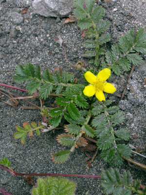 Potentilla anserina ssp. pacifica (Pacific Silverweed), Rosaceae, Perennial:Mar-Oct, coastal strand, wetland