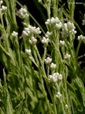 Pseudognaphalium californicum (Ladies' tobacco), Asteraceae, Ann/Per:Jan-July,: mixed evergreen