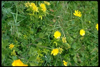 Ranunculus californicus(California Buttercup), Ranunculaceae: Perennial: Feb-May,  coastal scrub, grassland