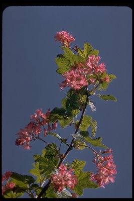 Ribes sanguineum (Flowering Currant) Grossulariaceae, Per/Shrub: Jan-Mar, mixed evergreen forest, foothills