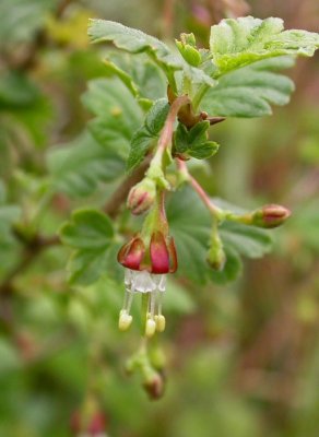 Ribes divaricatum (Spreading Gooseberry), Grossulariaceae, Per/Shrub:Mar-May, coastal scrub, redwood and mixed evergreen forest